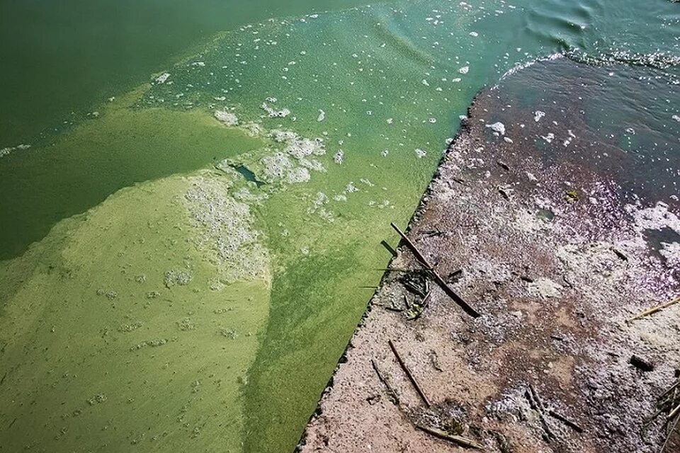 Финский залив соленая вода. Эвтрофикация финского залива. Эвтрофикация Балтийского моря. Цветение воды финский залив. Зеленая водоросль на финском заливе.