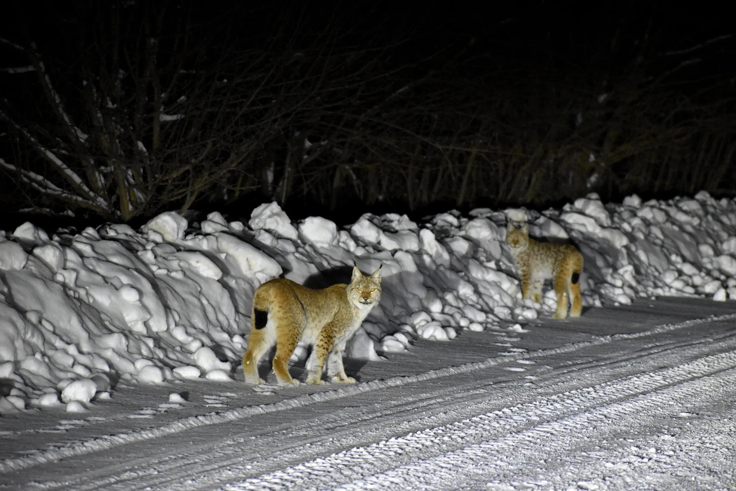 Рысь вечером выходит на лесную поляну. Туркестанская рысь. Текст рысь вечером выходит. Девушка гуляет с рысью. Домик для рыси.