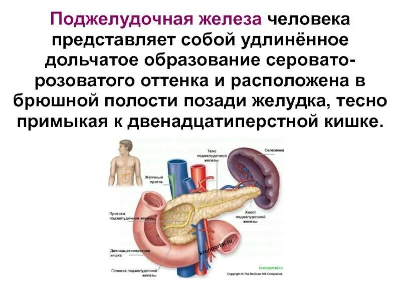 Лечение поджелудочной железы у мужчин в домашних. Внешнесекреторная недостаточность поджелудочной железы. Травма поджелудочной железы. Поджелудочная железа где находится.