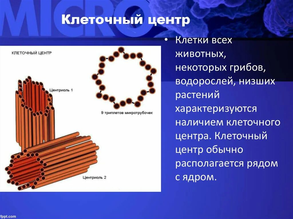 Клеточный центр признаки. Клеточный центр строение и функции. Органоид клеточный центр строение и функции. Клеточный центр клетки строение и функции. Клеточный центр функции органоида.