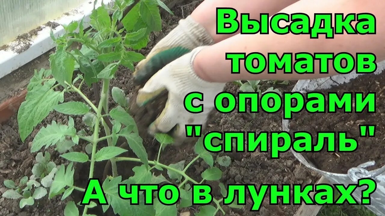 В лунку при высадке томатов. Посадка томатов в теплице. Высадка рассады томатов в лунку. Лунки для рассады помидор. Посадка томатов в лунку.