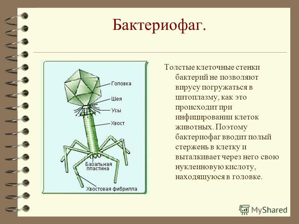 бактериофаг составные части. бактериофаг строение капсид. бактериофаг описание. бактериофаги и вирусы проект. строение бактериофага микробиология.