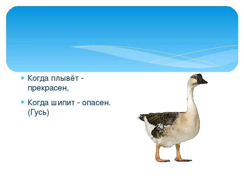 По синему гуси плывут. По синему гуси плывут