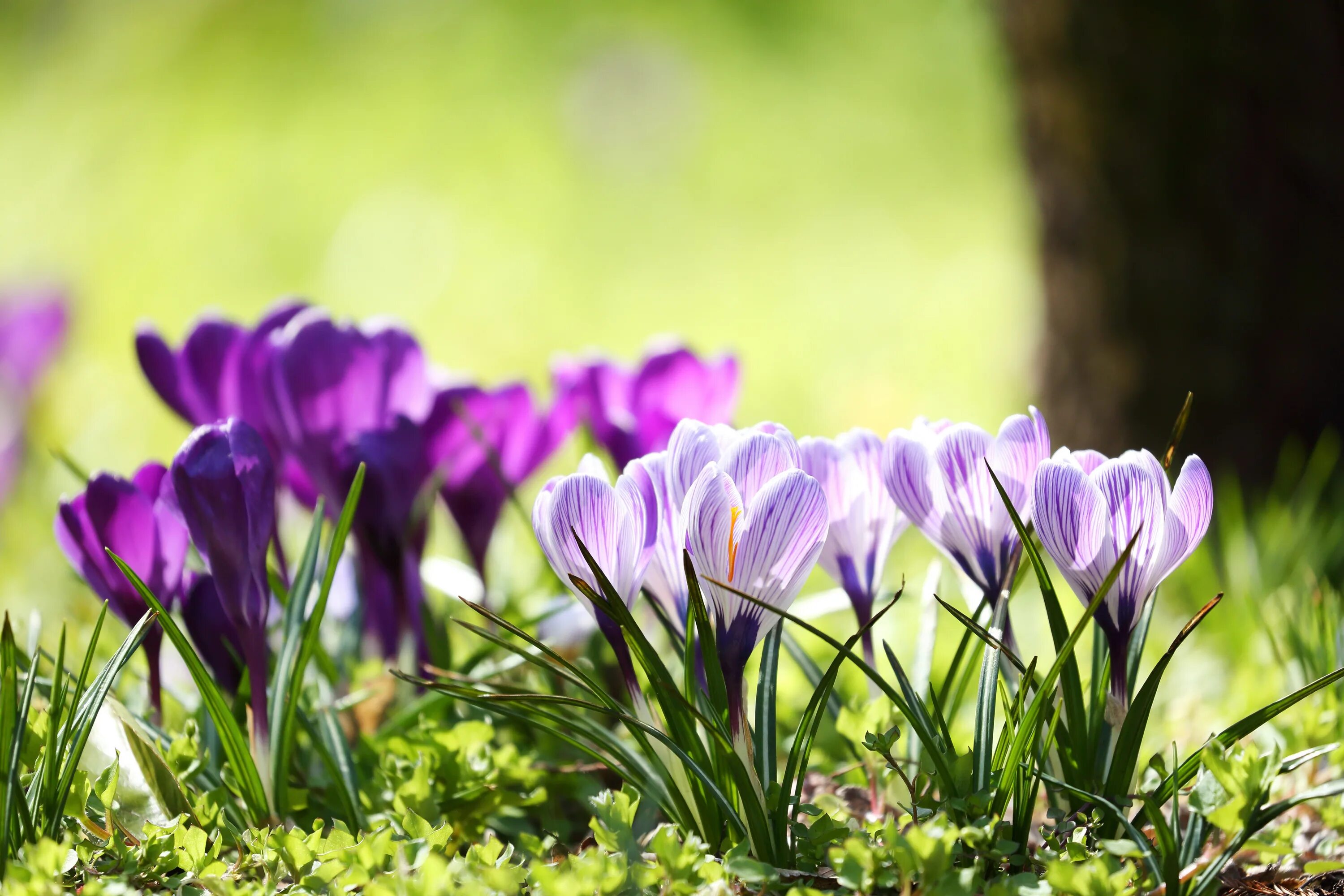 Весенние цветы первоцветы Крокус. Крокус фиолетовый первоцвет. Крокус Сибирский. Фон первоцветы