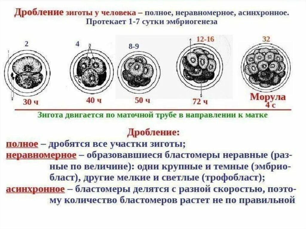 Формирование органов человека. Дробление зиготы человека полное неравномерное асинхронное. Полное неравномерное асинхронное дробление. Типы деления зиготы. Дробление зиготы млекопитающих.