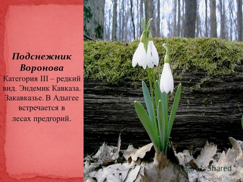 растения из красной книги краснодарского края. красная книга адыгеи. растения кавказа занесенные в красную. растения красной книги адыгеи. растения красной книги адыгеи.