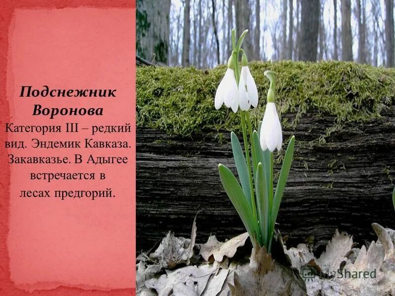 В красную книгу занесены адыгеи. Подснежник Воронова (Galanthus woronowii). Краснокнижные растения Адыгеи. Растения красной книги Адыгеи. Животные красной книги Адыгеи.