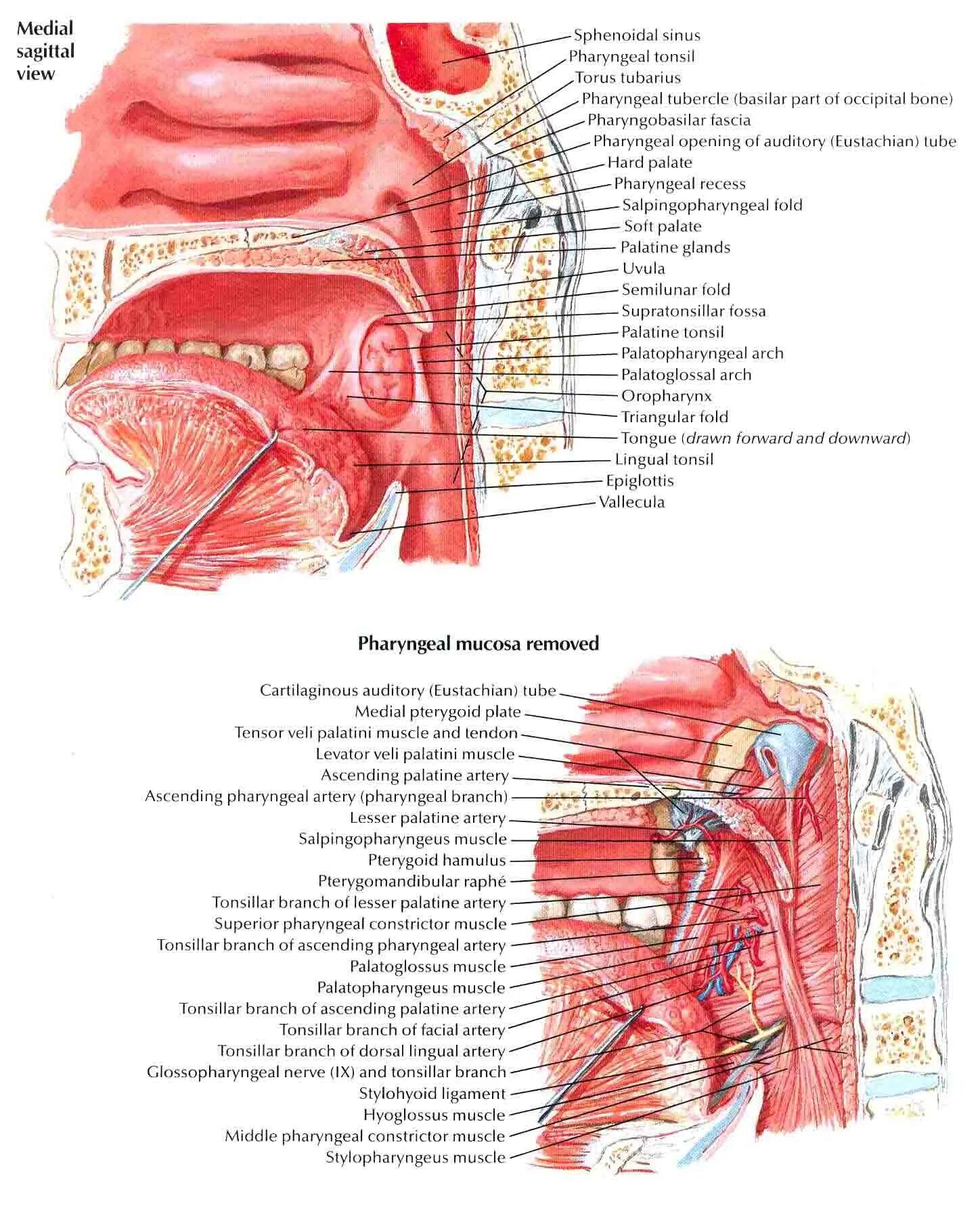 Слизистая оболочка носовой части глотки (pars Nasalis pharyngis):. Миндалины гортаноглотки. Ostium pharyngeum tubae auditivae