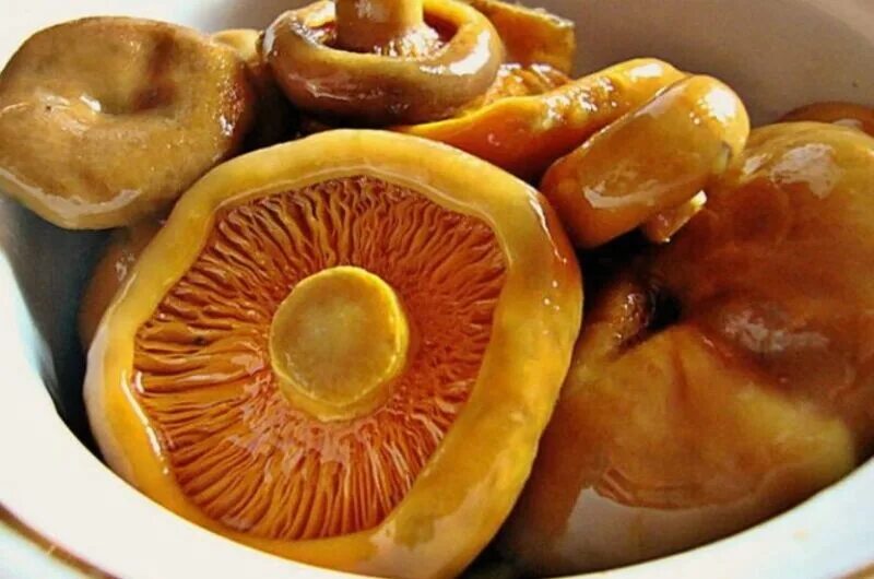 Грибы рыжики с картошкой. Рыжики грибы. Рыжики грибы. Грибы рыжики вареные. Соленые рыжики в банке.