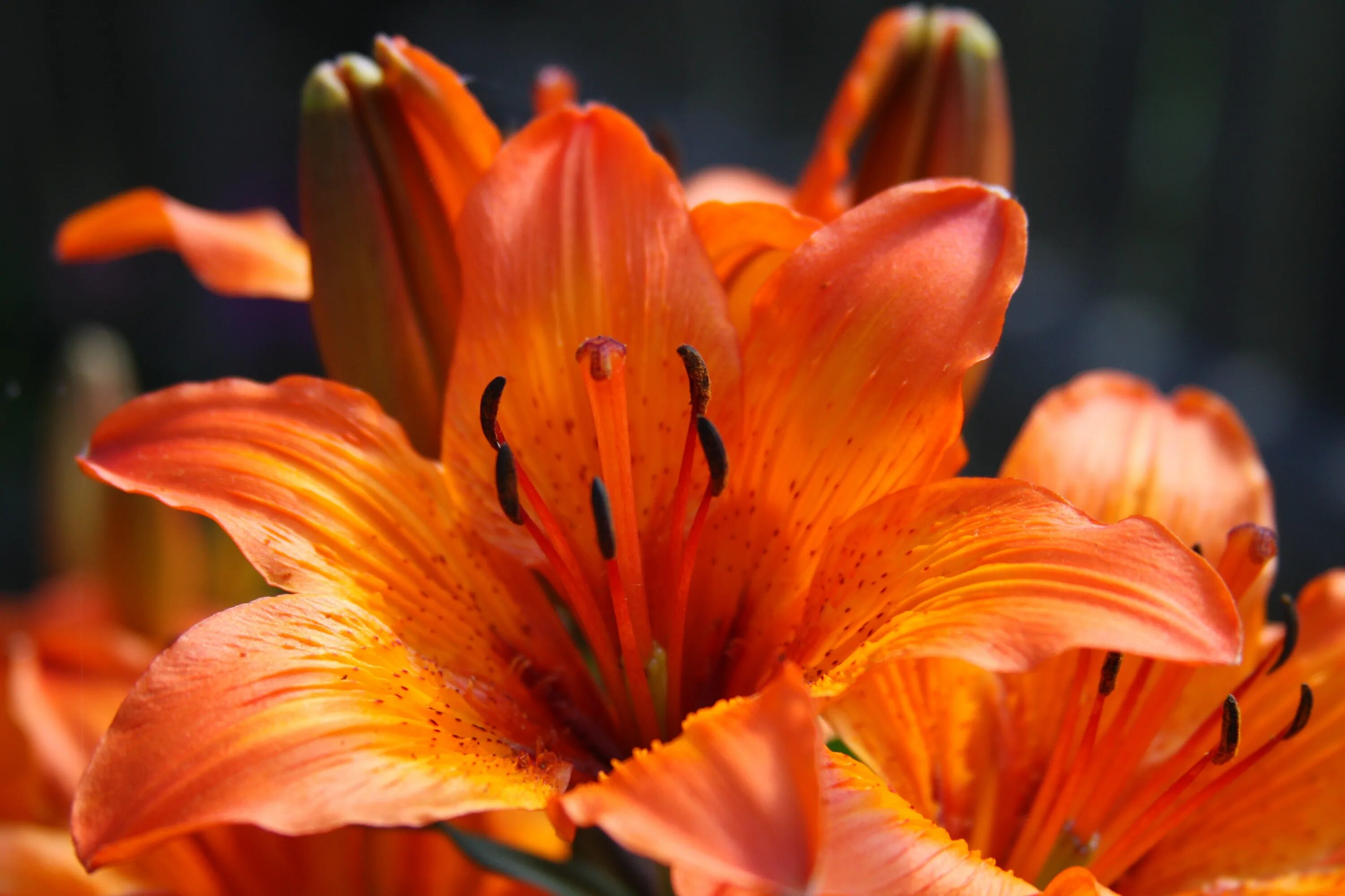Лилия оранж твинс. Лилейник hemerocallis orange. Лилия оранж спейс. Оранжевый цветок похожий на лилию. Оранжевый цветок с острыми лепестками.