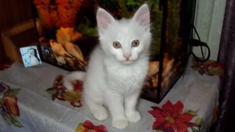 Котята за 1 рубль