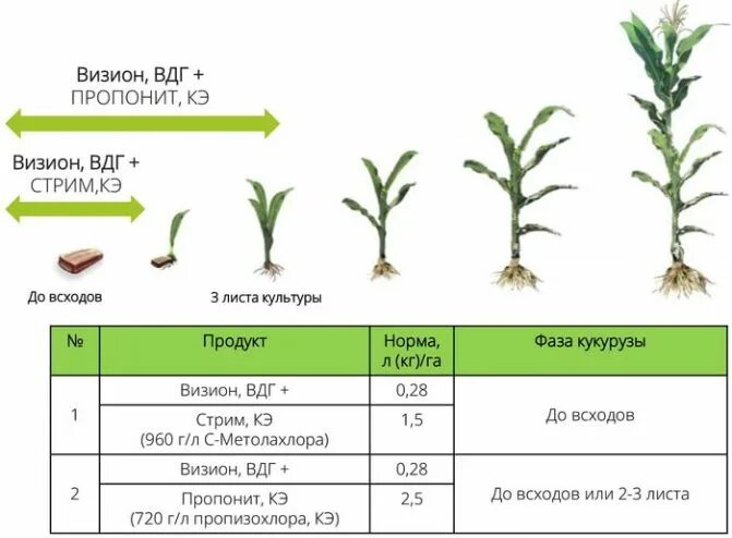 Через сколько всходит кукуруза