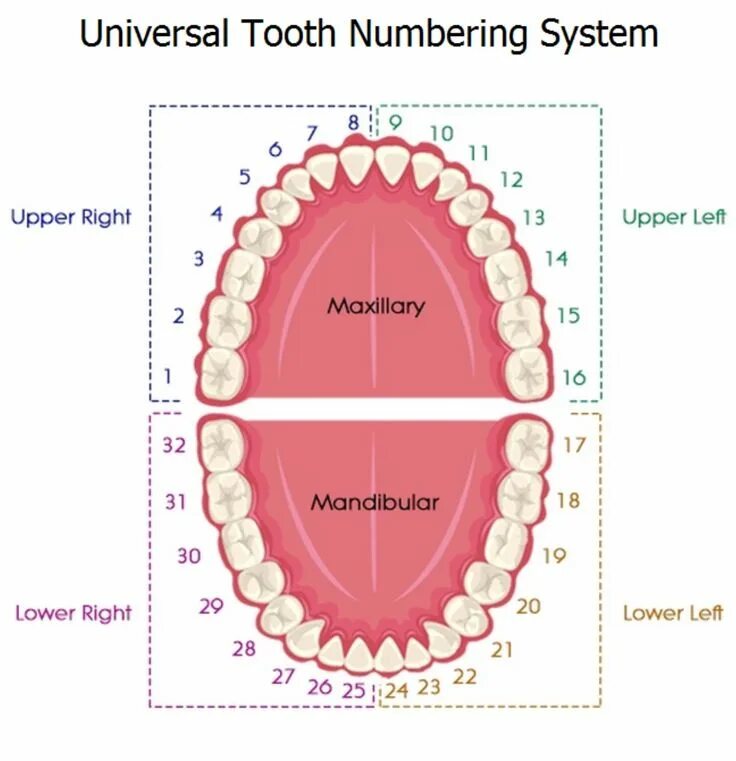 Можно считать зубы. Схема зубов человека с нумерацией стоматологии. Нумерация зубов в стоматологии схема у взрослых. Нумерация зубов у стоматолога схема. Нумерация зубов нижней челюсти.