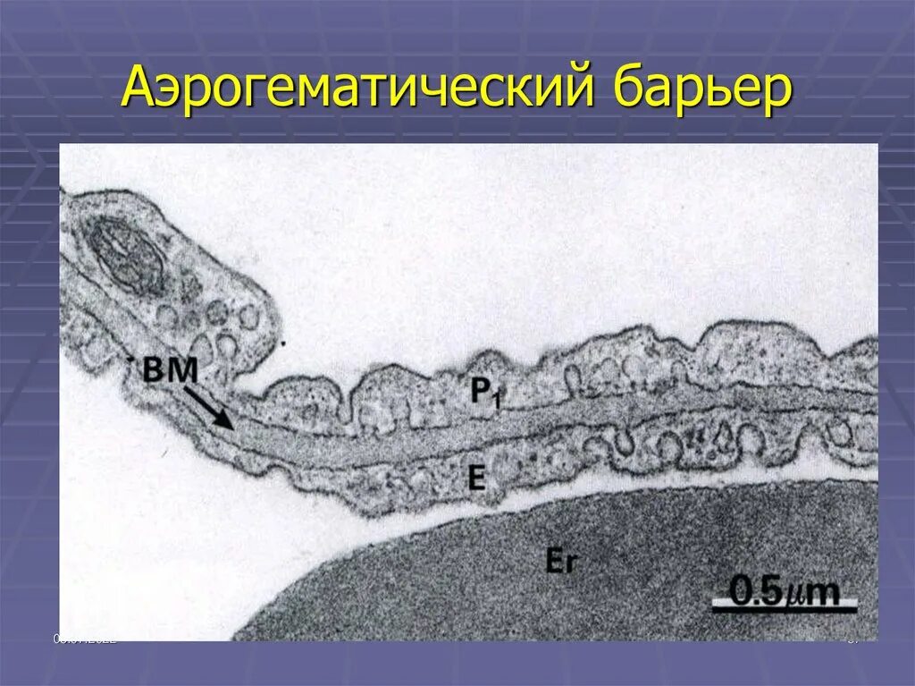 Альвеолоцит. Альвеолоциты 2 типа гистология. Альвеолоцит. Альвеолоцит. Альвеолоциты 1 типа функции.