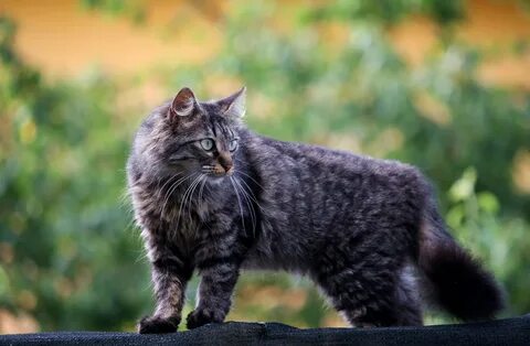 Черно серая кошка
