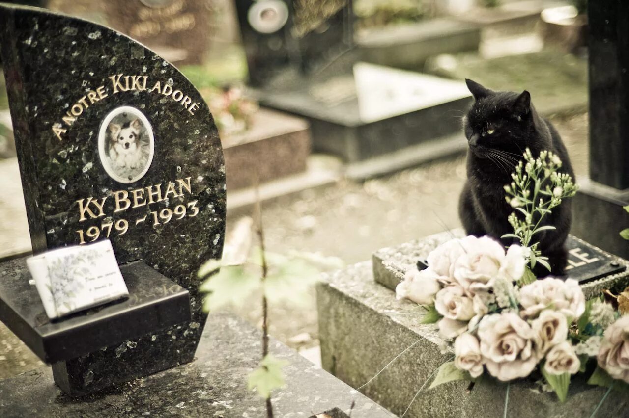 Pet cemetery. Могилки кошек. Могила кота. Кошачье кладбище. Памятники котам на кладбище.