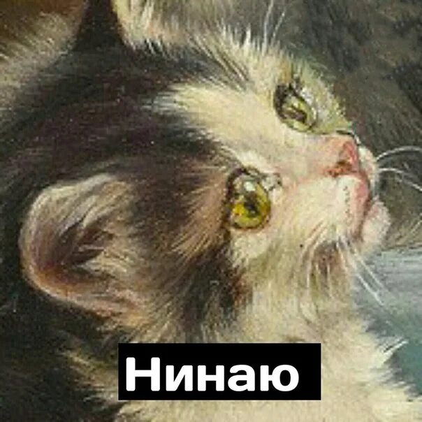 Ни наю. Нинаю кот. Я нинаю. Нинаю Мем. Кот тогда нинаю.