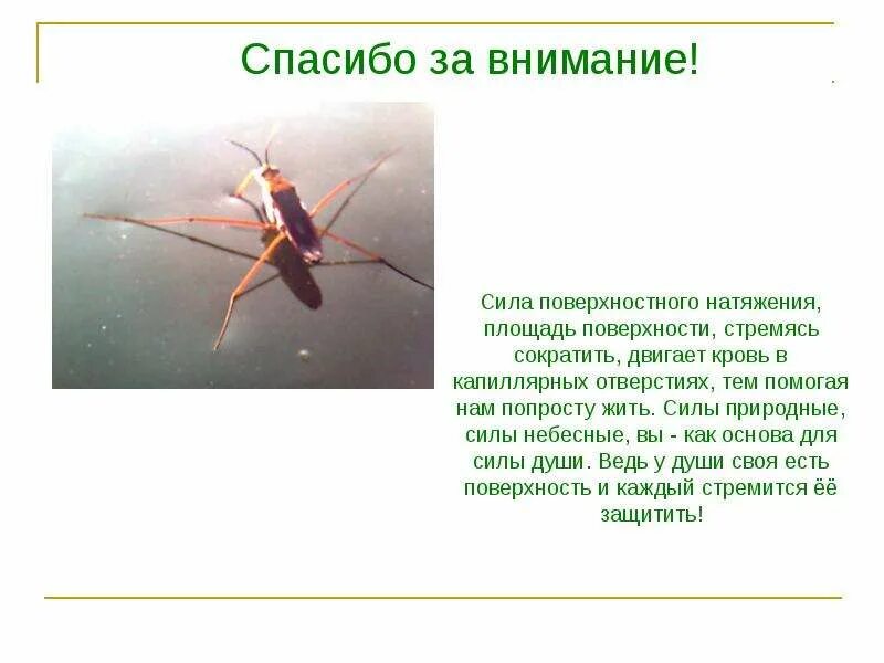 Поверхностное натяжение животные. Сила поверхностного натяжения. спасибо за внимание водомерка. проект по физике поверхностное натяжение. поверхностное натяжение жидкости.