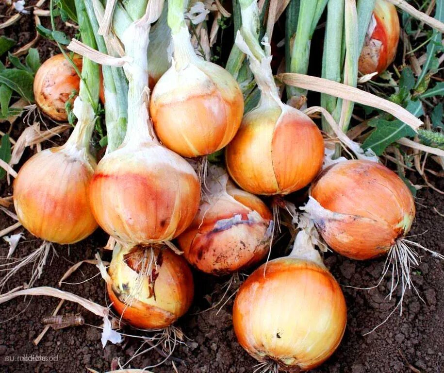 Почему плохой урожай