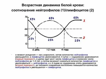 Перекрест лимфоцитов и нейтрофилов у детей