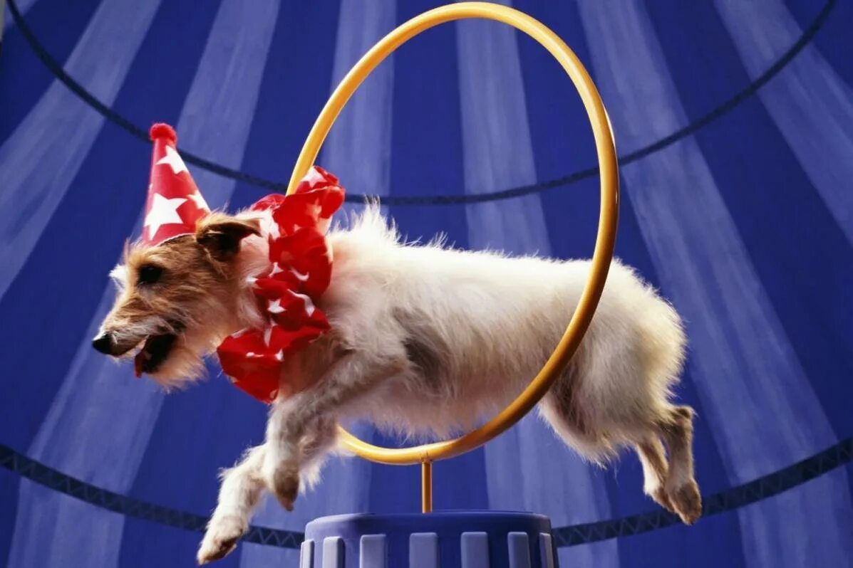Для выступления цирковых собачек изготовили 34 башмачка. Собачки в цирке. Собаки артисты цирка. Дрессированные собачки. Собачка дулево.