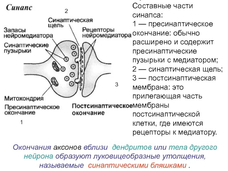 Строение синапса рисунок. Синапс место контакта между двумя нейронами. Схема строения синапса физиология. Общий план строения синапсов. Разновидность контактов между нервными клетками.
