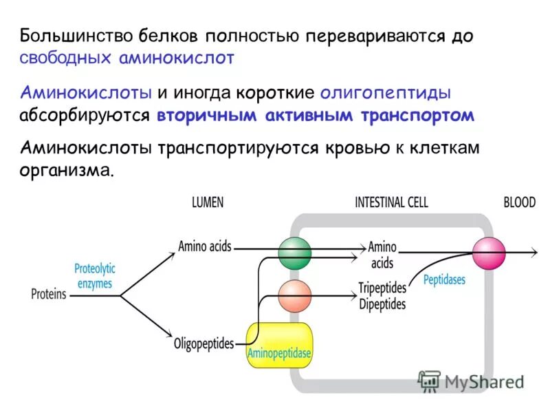 схема переваривания и всасывания белков. механизм всасывания аминокислот. переваривание белков биохимия схема. аминокислоты перевариваются. механизм всасывания аминокислот биохимия.