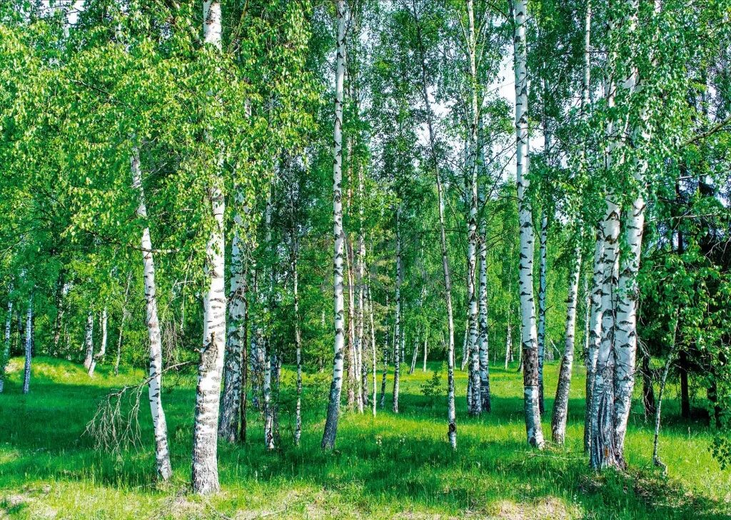Березовый лес роща. Березовая роща. березовая роща полевской. березовая роща 38а. берёзовая роща 3 березки.