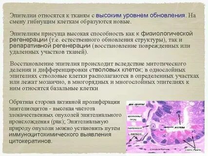 Регенерация какой ткани