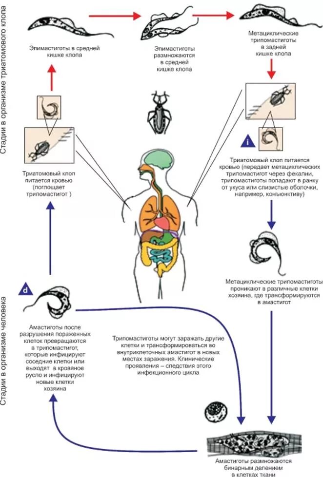 Жизненный цикл американской трипаносомы. Цикл развития трипаносомы. Trypanosoma cruzi жизненный цикл. Цикл развития трипаносомы схема.