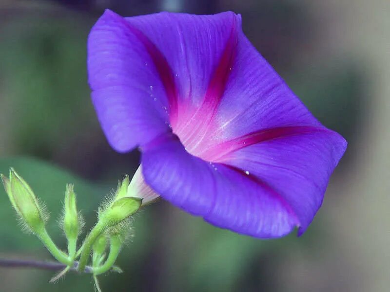 Как выглядит цветок ипомея трехцветный. Ипомея трехцветная Ipomoea Tricolor. Ipomoea Tricolor Вьюнок ипомея. Ипомея Фарбитис.