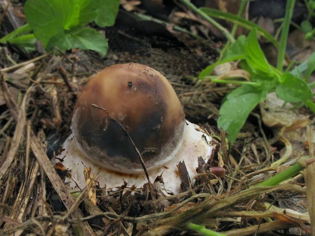 Как выглядит гриб поп Pin on Fungi
