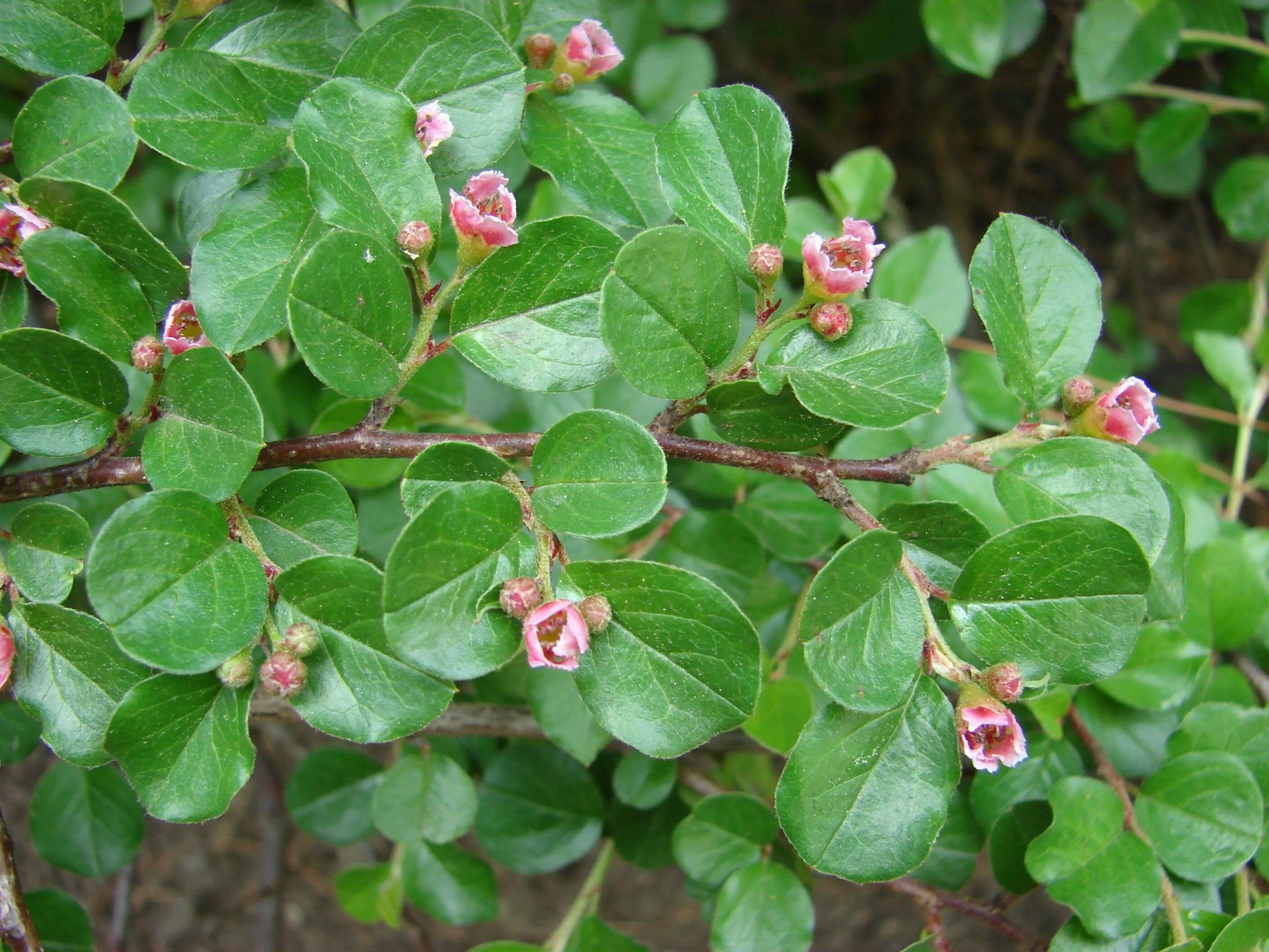 Как размножить кизильник. Кизильник блестящий cotoneaster lucidus. кизильник горизонтальный (cotoneaster horizontalis). кизильник урсинов. кизильник цветет.
