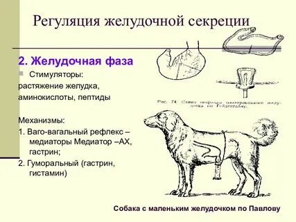 Фаза регуляция