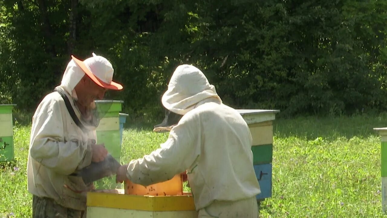 Видео пчеловодство новинки. Пасека это в Лесном хозяйстве. Мед пасека. Пасека в лесхозе. Пчеловод манго мед.