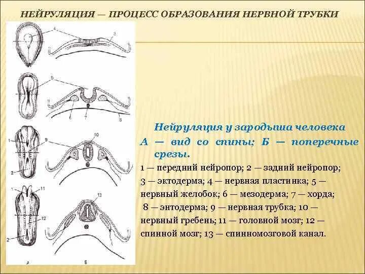 Процесс формирования нервной трубки. Нейруляция нервная трубка. процесс образования нервной трубки. схема образования нервной трубки. процесс образования нервной трубки у зародыша.