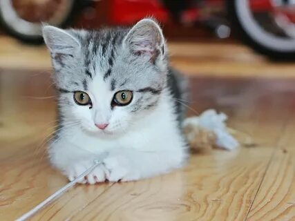 Бесплатный домашний котенок