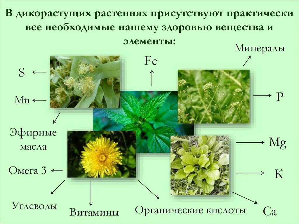 Основные правила сбора дикорастущих растений. Классификация дикорастущих растений. Сырье дикорастущих растений. Части дикорастущего растения. Заготовка дикорастущих растений проект.