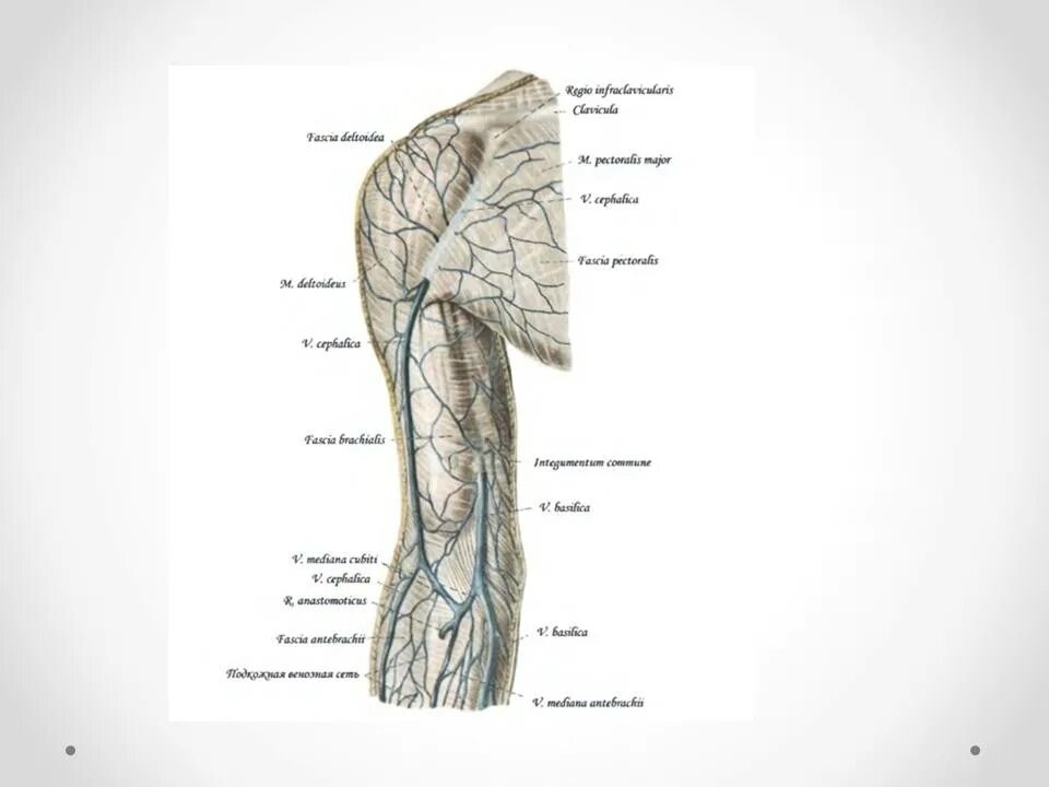 Периферическая вена где. Вены верхней конечности анатомия. Подмышечная Вена анатомия. Подмышечная Вена анатомия схема. Плечевая Вена анатомия.