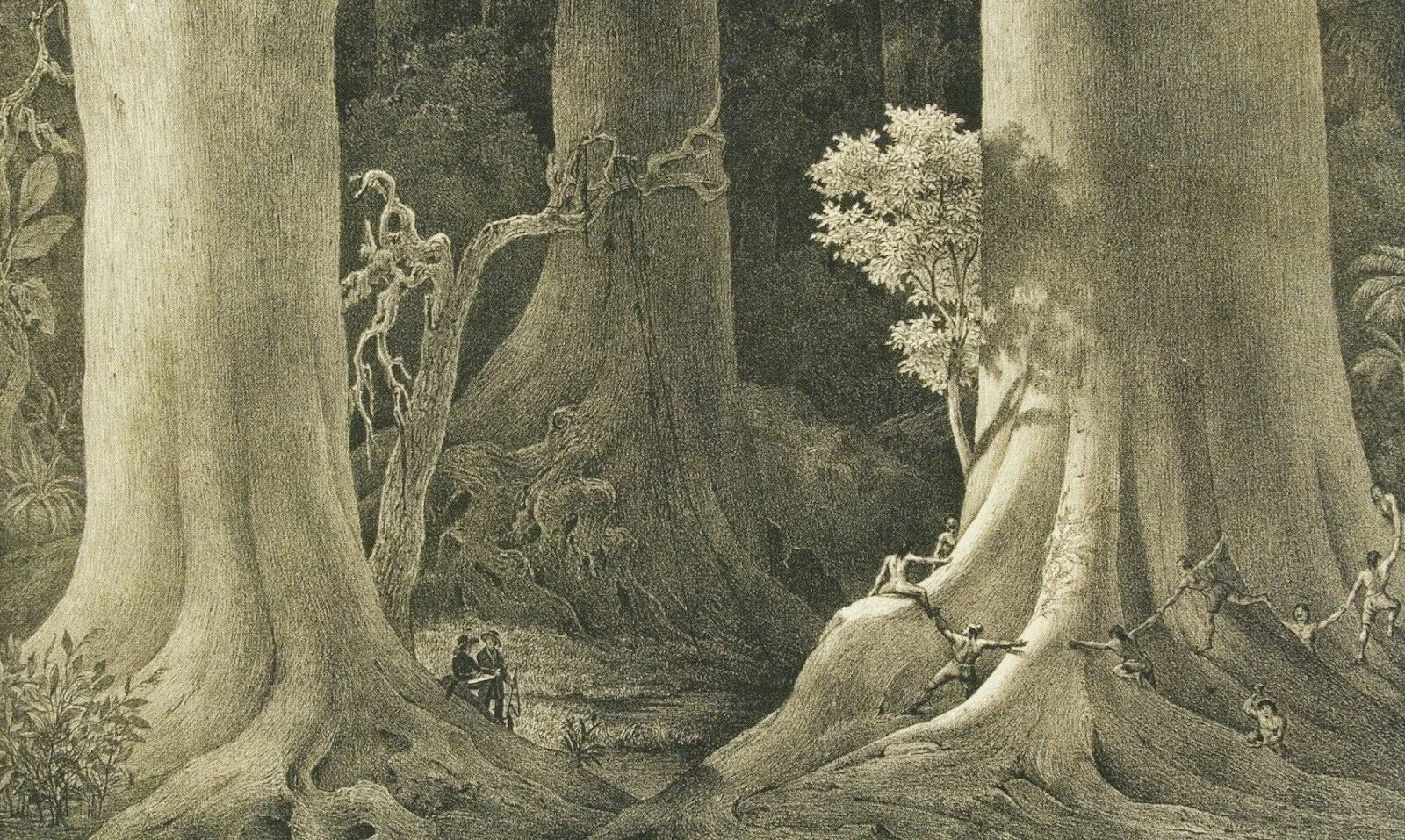 Ancient trees