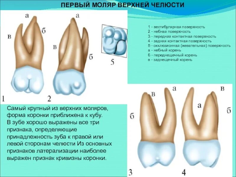 Первый моляр верхней челюсти. Второй верхний моляр жевательная поверхность. Строение коронки премоляров и моляров. Верхний 6 зуб анатомия моляров. Моляры зубы строение анатомия.