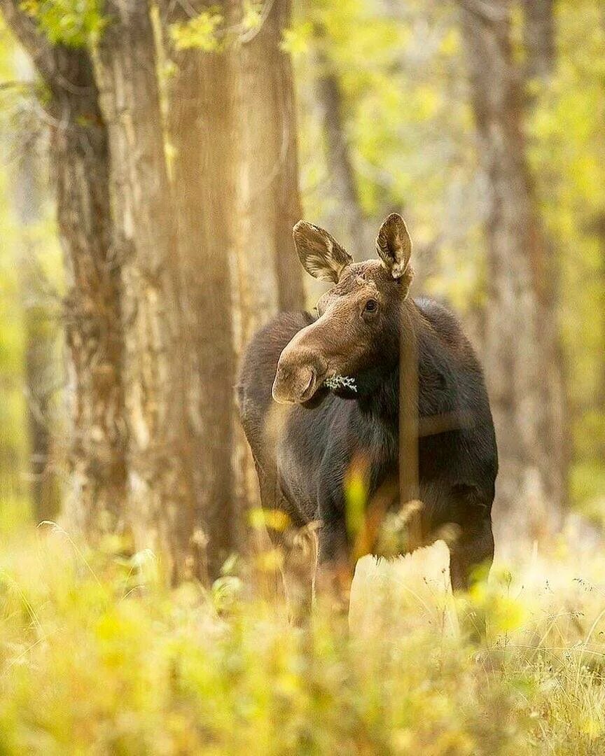 Лось вк. Лось. Лось осенью. Лось в лесу. Лосиха в лесу.