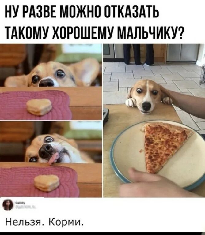 Принесите мясо тут голодные собаки