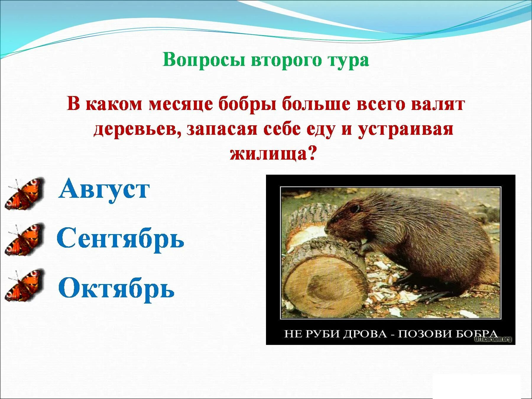 Какие животные запасают жир. Какие звери запасают на зиму корм. бобр запасает корм. бобр запасает еду на зиму. какие корма запасает бобер.