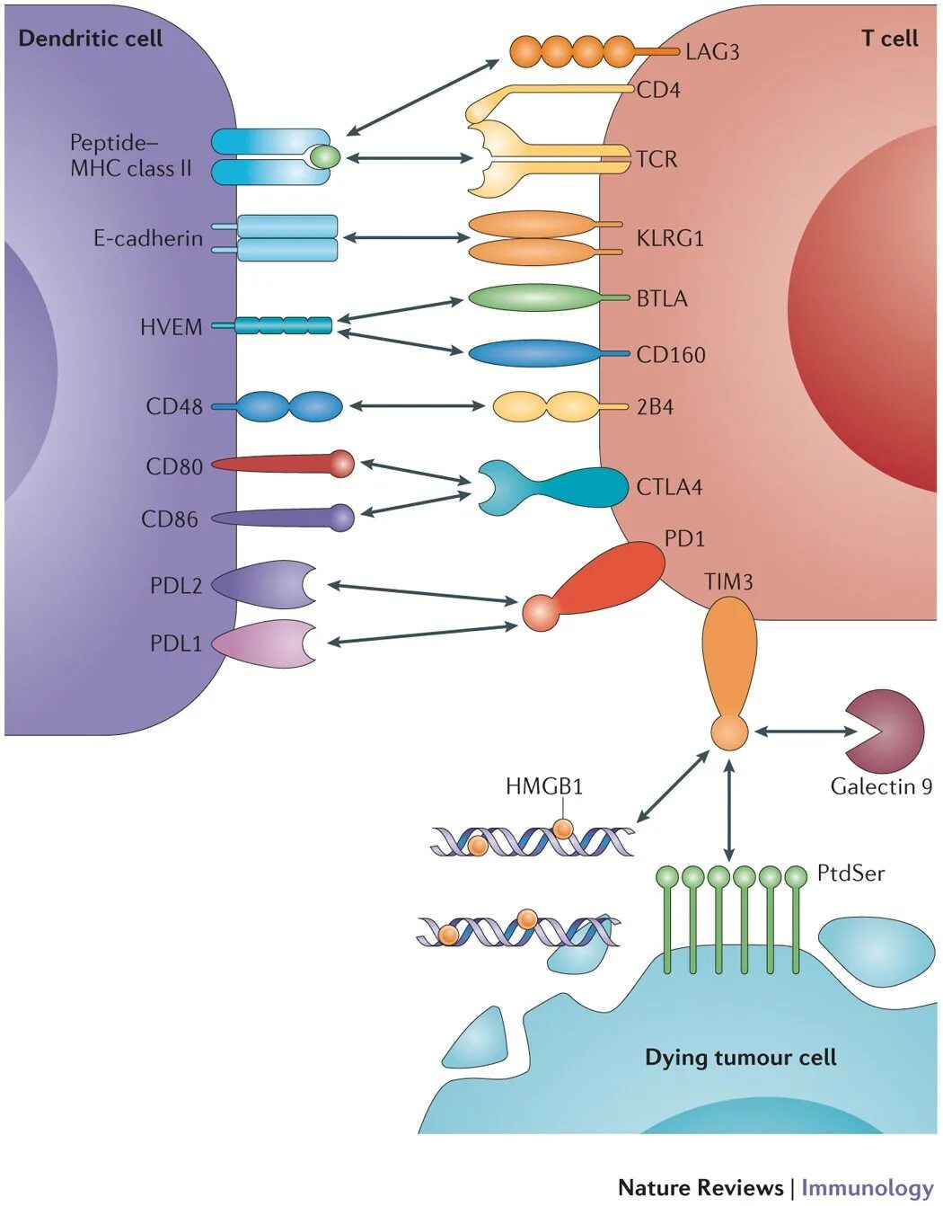 Pd1 Рецептор. Pd1 иммунология. Lag-3. Ген ctla4.