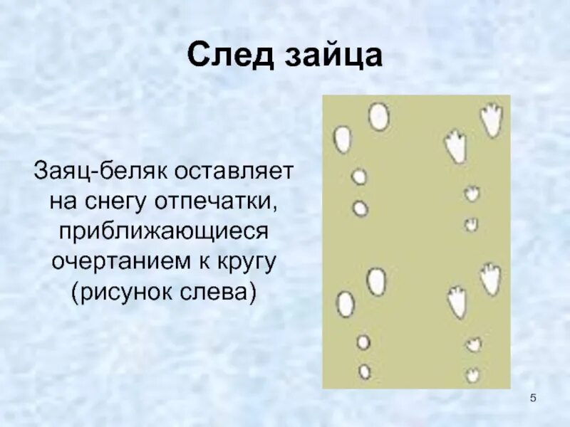 Звериные следы предложение. Следы зайца. следы зайца беляка. следы зайца на снегу. следы зайца направление движения.