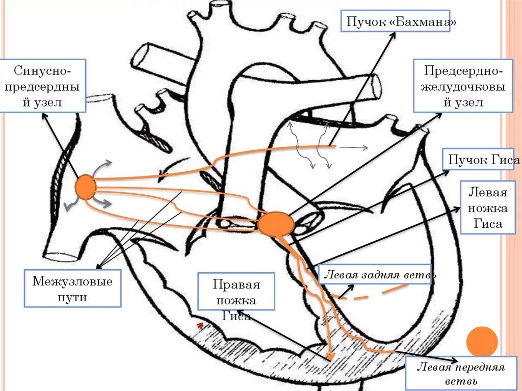 Пучок пуркинье. Проводящая система сердца синусно предсердный узел. Синусно желудочковый узел. Синусно-предсердный узел (киса-Флека). Сунусопредсердный узел.