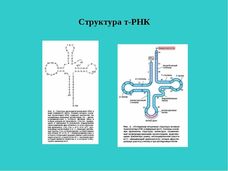 Строение свойства и функции рнк. Строение транспортной рнк биохимия. структура трнк биохимия. транспортная рнк строение, функции биохимия. пространственная структура трнк.