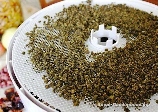 Завяливание чайного листа. Сушить чай в сушилке. Сушить чай в сушилке. Сушить чай в сушилке. Сушить чай в сушилке.