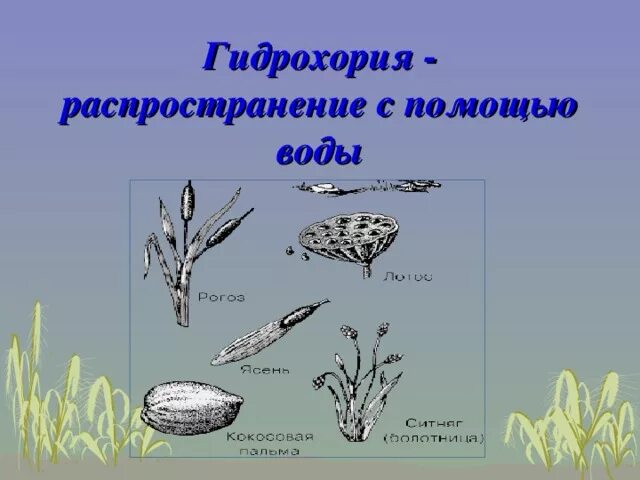 Распространение растений водой. Способы распространения семян и плодов у растений. Распространение плодов 6 класс биология. Распространение плодов и семян. Распространение растений.